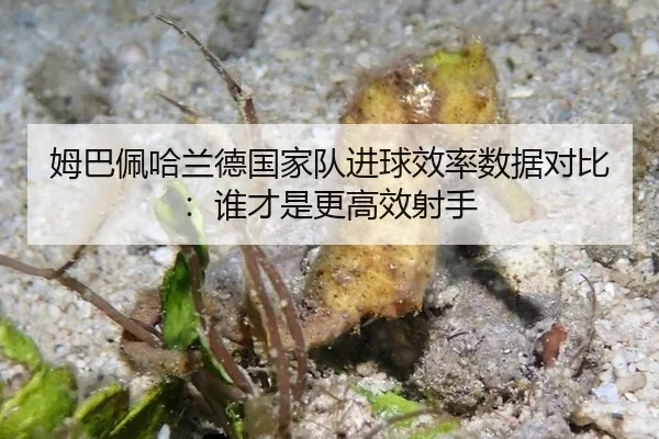 mu-ba-pei-ha-lan-de-guo-jia-dui-jin-qiu-xiao-lv-shu-ju-dui-bi-shui-cai-shi-geng-gao-xiao-she-shou-2-424.jpg